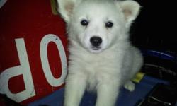 American Eskimo puppie's I have 2&nbsp; pup,s .They are in very good health they need good home's, full American Eskimo .If you have any question Please call Samantha at 714 325-0454