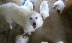 for sale one male and one female left&nbsp; had their first shots&nbsp;&nbsp; and wormings .....thes american eskimo puppys are cute as can be