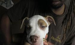 Pit Bull Puppies for Sale with papers, shots, birth certificates and puppy packets. &nbsp;Looking for Good and Loving Homes. &nbsp;These puppies are in a beautiful variety of colors and they are CKC registered. &nbsp;Located: &nbsp;Pittsburgh, pa