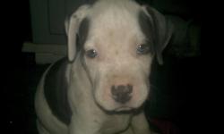 Amer Staffordshire Terriers Puppies 6 weeks old Blue and White Absolutely Gorgeous markings we have 4 females whom are not spoken for 2 blue with white markings and 2 white with blue markings. Looking for permanent homes serious inquires only please.
