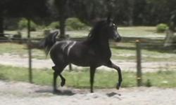 Registered 14 year old Arabian mare with Bask, Orzel and Gdansk bloodlines. She's done some Penning and been ridden English, but has been mostly ridden Western as a pleasure horse. She's smart, very trainable, but most importantly, totally sound. Probably
