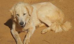 Anatolian- Great pyr. she is a adult female and has been with goats.