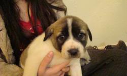 THESE ARE REGISTERED ANATOLIAN SHEPHERD PUPPIES THEY ARE 8 WEEKS OF AGE BEING RAISED AROUND GOATS AND CHILDREN VERY GOOD GUARDIANS WE HAVE 8 AVAILABLE 3 MALES AND 5 FEMALES THESE ARE PINTO COLORED PUPPIES MORE RARE THAN THE MORE COMMON FAWN WITH BLACK