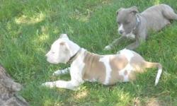 Amercan PitBull puppies white & Fawn male And Blue & fawn Brindle female.
Parents On premises. Puppy cage free with purchase