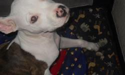 White with black brendle patch (male) last of 10 puppies, parents on premises easy to train great temperment.