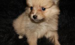 APRI Adorable Pom puppies. Very sweet, they all love to play. They 8 weeks and ready to go. They are getting really cute coats. This litter Mom had all colors. They will go to Their new home with APRI Reg certificate, Wormed, First set of Vaccinations and