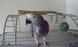 I have an African Grey Congo who needs new home.He comes with cage.