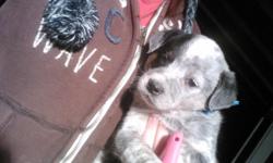 7 wk old purebred blue Australian cattle dog pup. Please call )-