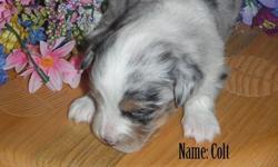 Purebred Toy Australian shepherd.2 black tri female, and 1 black tri male ($500.00 for black tris). The puppies will be dewormed and vet checked before leaving for their forever homes on april 1, 2015 as long as they are eating well. Our puppies are
