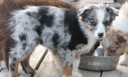 beautiful standard size Australian shepherd pups, born 12/8/2010, have first shots and wormed. 1 male blue merle left. well socialized and loving dogs. will make great pets and working dogs.
$275