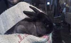 Currently have:
$15 - baby bunnies, currently have 1 silver, and 2 brownish-silver.
$20 - 5 month old Buck for sale. Good for Breeding or as an outside pet. It is Black/Gray with a hint of brown.
The bucks mother is a Gray Floppy and its father is a