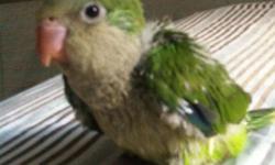 Location: South Austin, TX
Baby Quaker Parrot Available NOW!!!!
Shipping: I DO NOT ship. Pick up ONLY!
I am a breeder and I have baby Quaker parrots available to re-home. They are about to 5 to 6 weeks old so you will have to hand feed them for another 2