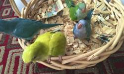 GREEN baby quaker: $160 Each. ($20 discount if you buy two)
BLUE baby quaker: $350 Each.
I am located in South Austin, TX
Pick up ONLY!&nbsp;
Contact info: 512-333-2319. (Text preferred but you can also call me)
I have baby Quaker parrots available for