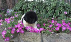 Hi! I am Bailey, the black and white male AKC Newfoundland. I am sure to bring tons of joy to any home. I was born on June 6, 2016. I will come up to date on shots and worming. They are asking $1199.00&nbsp;for me. Do you think I am the little one for