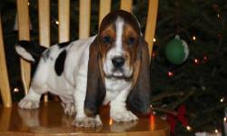 My puppies have been raised in a family home that includes me, my two children age 4 and 7, both of the puppies parents another male basset and my cat. The puppies are accustomed to the cat and the children. They enjoy the full attention of each family
