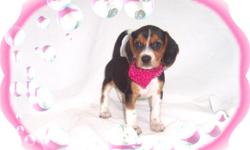 This baby girl is full of pep! She is crazy playful and loves to have fun. She is a Beagle and a Cavalier King Charles Spaniel mix-"Beaglier". She would love and active family with kids to play with.She is micro chipped. She comes with her first series of
