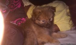I Have A Male Pomeranian, 10 Week Old , Pure Bred . I Named Him Simba , He Is Tan And Black . Pictures Upon Request . Price Is Firm !