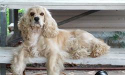 Beautiful American Male Cocker Spaniel ready to meet new females.&nbsp; He is AKC registered and has father several litters.
We get black, black & white and blonde cockers from him.
If you have a female and would like to breed with this handsome young