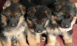 Beautiful German shepherd puppies, from excellent lines, excellent temperament, we only breed from health tested dogs with good hip scores and excellent temperaments, good strong straight backed dogs. a family home is what we expect for our pups, they