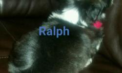 Four beautiful Black & White male Shih Tzu puppies. &nbsp;Born April 23rd, 9 weeks old, have had first two rounds of shots and worming. &nbsp;These little boys are pure bred but are not papered. &nbsp;I am an owner. These babies are raised in my home with