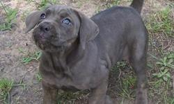 Bella Bleu is an 8 week old (already @ 18+lbs), Blue Brindle, Reg. Cane Corso Puppy. She is pick of the litter and an exceptional puppy. Very nice temperament and we have started crate training.
Bella Bleu comes from Russian & Hungarian Imports, and is