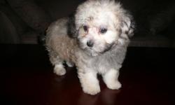 BEAUTIFUL CKC MALTESE/POODLE ((MALT-A-POO)) FEMALE 9WKS OLD, UP TO DATE 2ST SHOTS & WORMING HEALTH GUARANTEE, NON SHEDDING,HYPO ALLERGENIC, VERY CUTE AND PLAYFUL LITTLE PUPPY! CALL 770-601-4498, THANK YOU!
