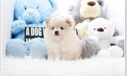 name: Venus (Teacup Pomeranian) -Female
DOB: 06/01/2016
estimated size: 4-6 pounds
registered, on shots and deworming
please call for more info
213-999-6275
www.acepuppy.com
Shipping Available anywhere within the States!
&nbsp;