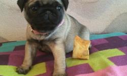 Beautiful Litter Of Four Fawn Pugs Puppies . So gentle and affectionate. I have one male and one female left out of a litter of 4. This is a great breed for families with children...for more info text on (404) x919x7450