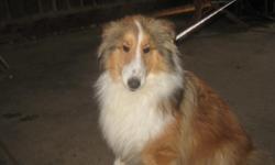 Sable and white SHELTIE Male, with beautiful FULL collar. He has a sweet personality, somewhat reserved, but playful. I have been having him use a doggy door, and he spends most of his time outdoors. He is used to other dogs. Children 12yrs and older is