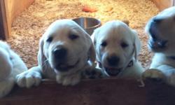 Beautiful white Lab puppies available NOW....YES, YES, YES....WE HAVE YOUR ULTIMATE QUALITY 100% PUREBRED WHITE LAB PUPPY, LOYAL COMPANION, READY TO TAKE HOME WITH YOU (Baby's litter) and July 26, 2014 (Pamuk's litter). Home raised. Parents are best