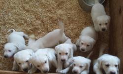 We have purebred, ultimate quality, puppies now.&nbsp; Ready for homes 7/17/14 and 7/26/14.&nbsp; Parents are our pets and are AKC/OFA registered.&nbsp; Males and Females from two litters.&nbsp; Please see our website:&nbsp; OMGbestwhitelabs.com and/or