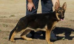 AKC German Shepherd pup. He was born May 17, 2011. His father is V Garth vom Hubbard, SchH2 KKL1 and his mother is Las Brisas' Casey. Both his parents have a stamped hips. Microchipped, has his puppy shots, and been wormed. Very bold and willing to