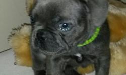 at/ay/dd blue french bulldog puppies.(Litter of 6 blues blue tan producers) deposits being taken. blue tan black tan carrier s. sire blue tan dog carrying black tan dam solid blue.....kc registered 1month free insurence and has had its first