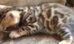 Asian Leopard bengal kittens available. male and females 6 weeks old large golden rosettes.
for more information call Carrie 949-929-1699