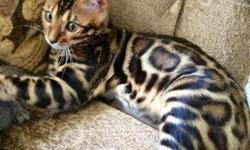 Bengal kittens available 6 weeks old male and females available.
tica registered $1550. for more information
Call Carrie 949-929-1699
