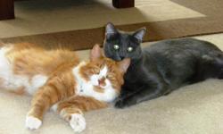 Archie (a ginger domestic long hair) & Arthur (a grey domestic medium hair) are best buddies. We are looking to find them a new long-term home together as we are moving back to Canada & due to a military posting are sadly unable to take them with us.