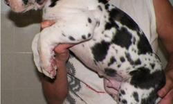 best looking great dane puppies contact for more details and pictures at (240) 542-7795
