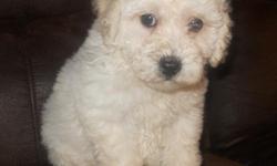 Bichon-Poos (Bishon/poodle) These dogs have a wonderful temperament. Bichon Poos are smart and very, very sweet. These dogs love to play, and they want you to play with them. They never really get mad, and they have not been known for puppy biting. They