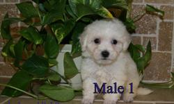 Hybrid Bichon/poodle male puppies. With the sweetness of the Bichon and the intelligence of the Poodle, this makes them a wonderful and happy companion. They are Active, intelligent, loyal, and affectionate. This is an ideal dog for children. Their size