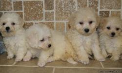Bichon-Poos (Bishon/poodle) These dogs have a wonderful temperament In fact, Bichon Poos are smart and very, very sweet. These dogs love to play, and they want you to play with them. They never really get mad, and they have not been known for puppy