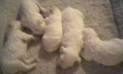 *11 week old Bichon pup for sale!
*ONLY 1 GIRL LEFT!.
*Available NOW!
*Girls $500.00 or Best Offer(First Shot Included)
*Both parents are on premises, also included pictures of Mom & Dad.
About Bichons:
*Bichon frises are small, curly haired dogs known