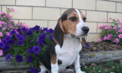 Hey, I'm Bingo! The amazing Male AKC Beagle! They got my name from a certain song! I don't remember how it went but it involves Bingo was his name-o! I was born on April 14, 2016 from AKC medium sized parents.! They're asking $425.00 for me. I'll come