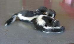 Very friendly house broken skunk pair available for new homes. Health records available with kit. Contact for more details