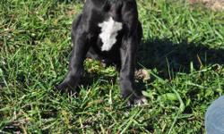 Amazing, Great Dane Puppy. 9 weeks old, potty trained, very gentle and laid back. Follows you everywhere. He is registered and comes with a health guarantee. For more information on this wonderful boy please call 816-632-3280.