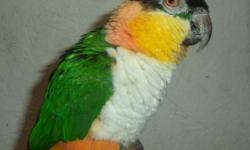 Black headed caique for sale in Trussville, Al., 4 years old, tame, $300, 205-903-4607