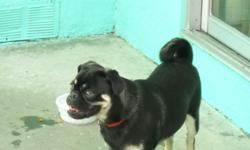 Black Male Pug Has had shots and Been dewormed needs good home very cute