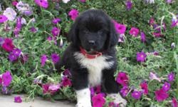YO! &nbsp;YO! I am Blake the black and white male AKC Newfoundland. I am sure to bring love to any family home. I was born on June 6, 2016. I will come up to date on shots and worming. They are asking $1199.00&nbsp;for me. Do you think I am the perfect