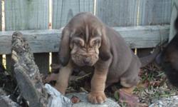 Beautiful AKC registered Bloodhound puppies for sale. There are a variety of colors, black and tan, and liver and tan, etc. Great trackers, trailing, hunting, and family companions. Kind, patient, noble, mild mannered and lovable dogs. Gentle,