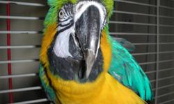 Billy is a handsome 7 year old Blue and Gold MaCaw. He includes his solid white cast iron bird cage, all his toys and food. Billy is a extremely intellent, affectionate, trusting, very forgiving and loyal. He has grown up in a household of 6, myself,