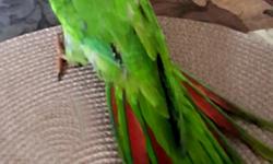 These beautiful birds are Blue Crowned Conures,same kind of pet they used in famous movie"Paulie".They are 2 month old,but had been hand feed and are tamed,they talk ,better say repeat,the words you teach them.Please ,call me if you are interested ..my